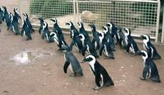 Pinguinmarsch.jpg
